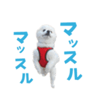 わんたすてぃっく★フォー（個別スタンプ：38）