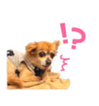 わんたすてぃっく★フォー（個別スタンプ：40）