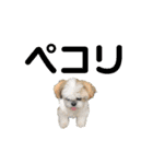 シーズー犬 パンナ2（個別スタンプ：2）