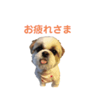 シーズー犬 パンナ2（個別スタンプ：3）