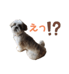 シーズー犬 パンナ2（個別スタンプ：5）