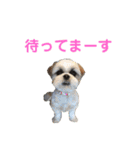 シーズー犬 パンナ2（個別スタンプ：6）