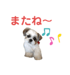 シーズー犬 パンナ2（個別スタンプ：7）