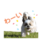 シーズー犬 パンナ2（個別スタンプ：9）