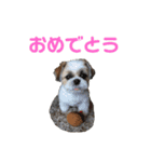 シーズー犬 パンナ2（個別スタンプ：10）
