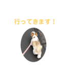 シーズー犬 パンナ2（個別スタンプ：12）