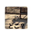 シーズー犬 パンナ2（個別スタンプ：15）