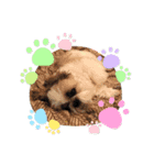 シーズー犬 パンナ2（個別スタンプ：16）