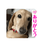 忙しい時は可愛いダックスで気持ちを…（個別スタンプ：1）