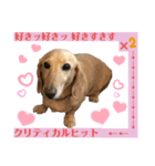 忙しい時は可愛いダックスで気持ちを…（個別スタンプ：4）
