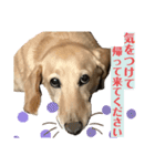 忙しい時は可愛いダックスで気持ちを…（個別スタンプ：5）