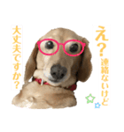 忙しい時は可愛いダックスで気持ちを…（個別スタンプ：6）