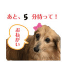 忙しい時は可愛いダックスで気持ちを…（個別スタンプ：7）