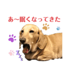 忙しい時は可愛いダックスで気持ちを…（個別スタンプ：8）