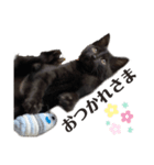 黒猫のひとこと（part2）（個別スタンプ：2）