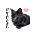 黒猫のひとこと（part2）（個別スタンプ：3）
