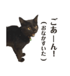 黒猫のひとこと（part2）（個別スタンプ：4）