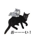 黒猫のひとこと（part2）（個別スタンプ：6）