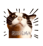 もふ丸 同盟（個別スタンプ：2）