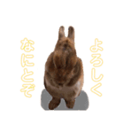 もふ丸 同盟（個別スタンプ：3）