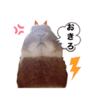 もふ丸 同盟（個別スタンプ：7）