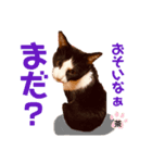 もふ丸 同盟（個別スタンプ：8）