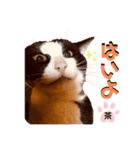 もふ丸 同盟（個別スタンプ：16）