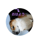 今日のモモさん（個別スタンプ：3）