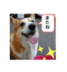 今日のモモさん（個別スタンプ：6）