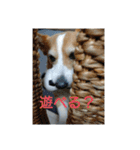 今日のモモさん（個別スタンプ：8）