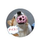 今日のモモさん（個別スタンプ：12）
