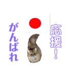 かわいい♡猫♡応援団（個別スタンプ：1）