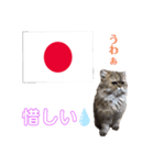 かわいい♡猫♡応援団（個別スタンプ：4）