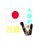 かわいい♡猫♡応援団（個別スタンプ：8）