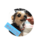 マルキー犬（個別スタンプ：1）