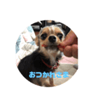 マルキー犬（個別スタンプ：5）