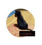 マルキー犬（個別スタンプ：6）
