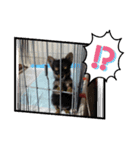マルキー犬（個別スタンプ：8）