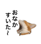柴犬と猫②（個別スタンプ：1）