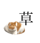 柴犬と猫②（個別スタンプ：2）