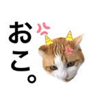 柴犬と猫②（個別スタンプ：3）