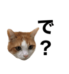 柴犬と猫②（個別スタンプ：4）
