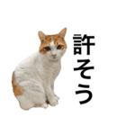 柴犬と猫②（個別スタンプ：5）