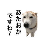 柴犬と猫②（個別スタンプ：7）