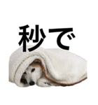 柴犬と猫②（個別スタンプ：8）