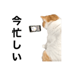 柴犬と猫②（個別スタンプ：9）