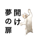 柴犬と猫②（個別スタンプ：10）