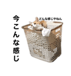 柴犬と猫②（個別スタンプ：11）