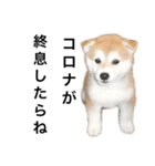 柴犬と猫②（個別スタンプ：12）