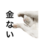 柴犬と猫②（個別スタンプ：13）